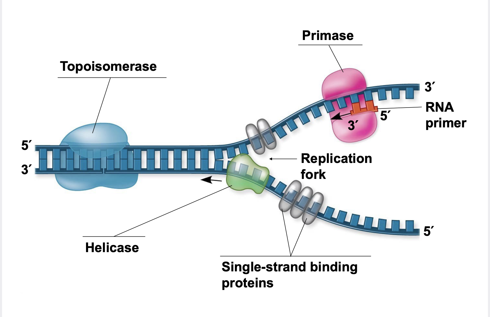 <p>At the end of each replication bubble is a replication fork, a Y-shaped region where new DNA strands are elongating.</p><p>.Helicases are enzymes that untwist the double helix at the replication forks</p><p>.Single-strand binding proteins bind to and stabilize single-stranded DNA</p><p>.Topoisomerase corrects “overwinding” ahead of replication forks by breaking, swiveling, and rejoining DNA strands</p><p>.DNA polymerases cannot initiate synthesis of a polynucleotide; they can only add nucleotides to an existing 3′ end \n .The initial nucleotide strand is a short RNA primer \n .An enzyme called primase can start an RNA chain from scratch and adds RNA nucleotides one at a time using the parental DNA as a template \n .The primer is short (5–10 nucleotides long), and the 3′ end serves as the starting point for the new DNA strand</p>