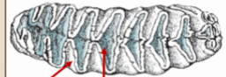 <p>What kind of dentition is this?</p>