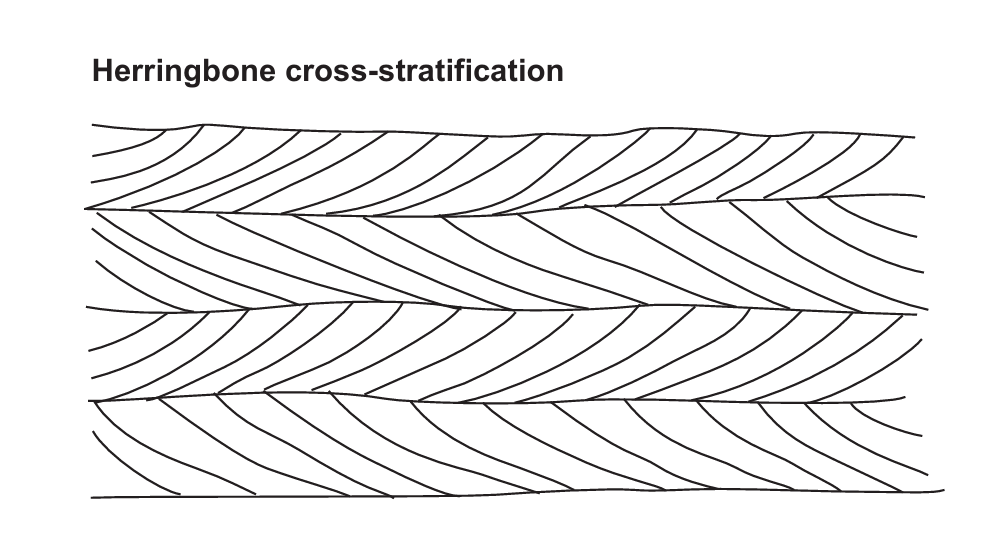 <p>Herringbone cross stratification can be defined as a structure that is formed due to alternating directions of migration of ripples and dunes. </p><p>It is important to know that during a flood tide and ebb tide, one is stronger and the other weaker, meaning that the effect of the weaker one can be obliterated by the stronger one. So, if the flood tide is stronger, then a cross bed develops in the direction of flood tide over the course of many years. After that, an exactly opposite dipping cross bed is formed, most probably due to the ebb tide becoming stronger. </p><p>This reversal in the direction of the strong current leads to the formation of herringbone cross stratification.</p><p>It is characteristic of tidal environments. And it is best represented in vertical sections.</p>