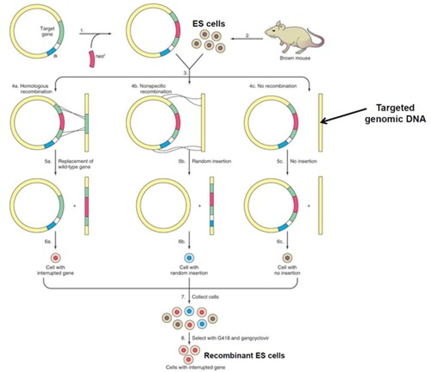 <p>Through the use of ganciclovir and G-418/neomycin. During the recombination process 3 cell types will be formed: homologous recombined, non-homologous recombined, and non-combined ES cells. The first will be resistant to both drugs. The second will be susceptible to ganciclovir. The third will be susceptible to G-418/neomycin.</p>