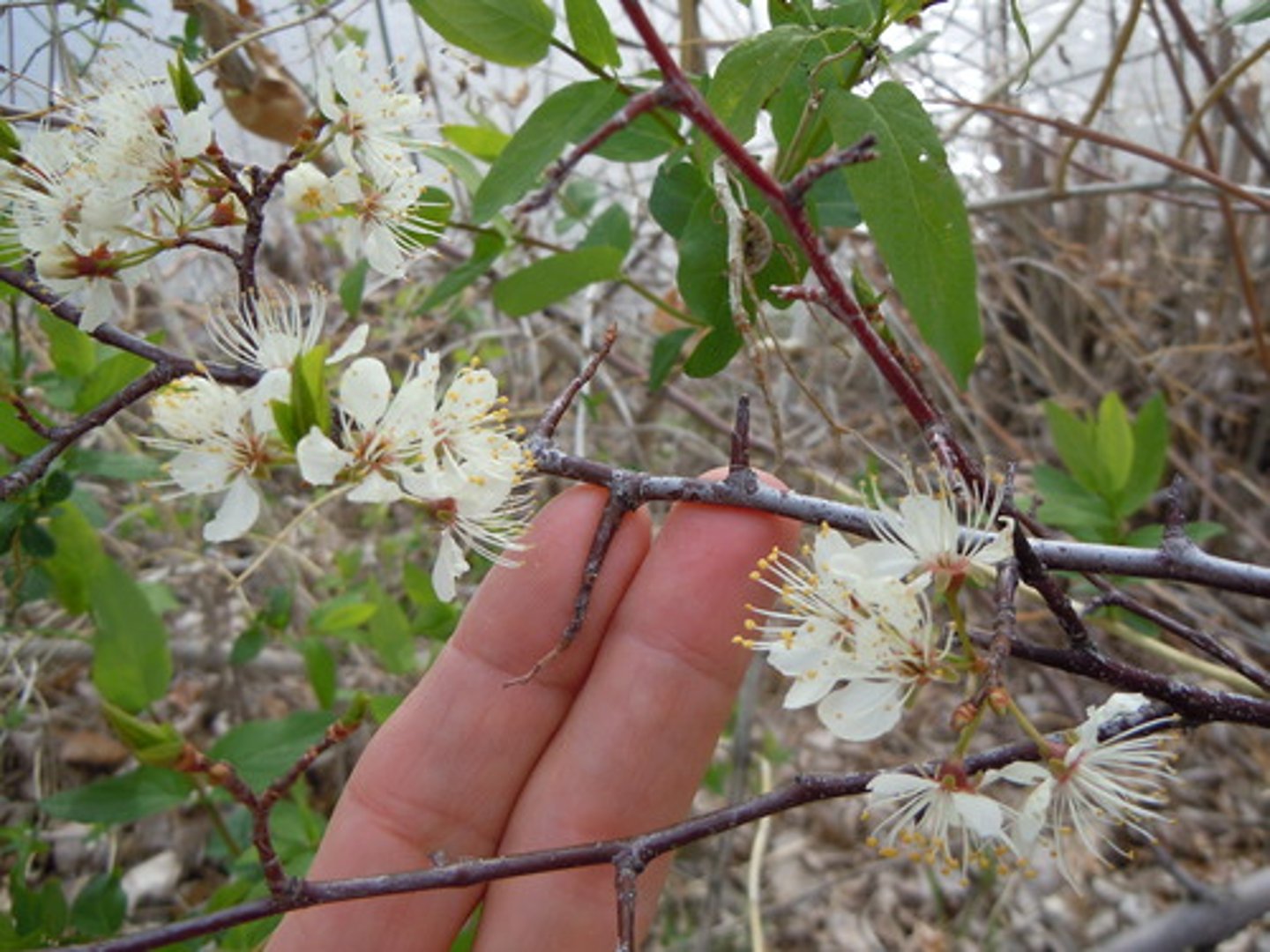 <p>American plum</p><p>Family: Rosaceae</p><p>- Thicket Grower</p>