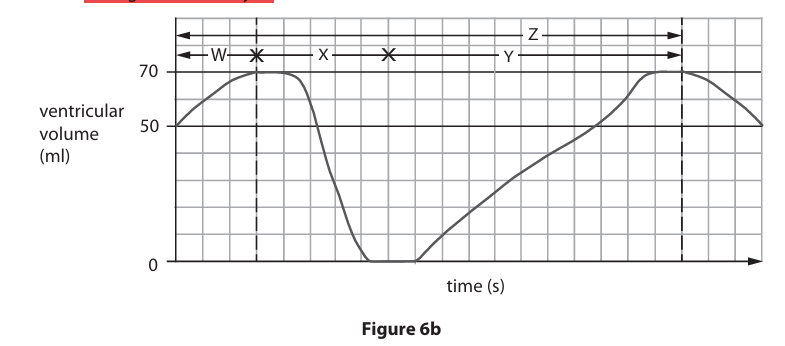 <p>Figure 6b shows the changes in the volume of blood in the left ventricle during the cardiac cycle. Identify the letter on Figure 6b that represents ventricular systole. (1)</p><p>A- W</p><p>B- X</p><p>C- Y</p><p>C-Z</p>