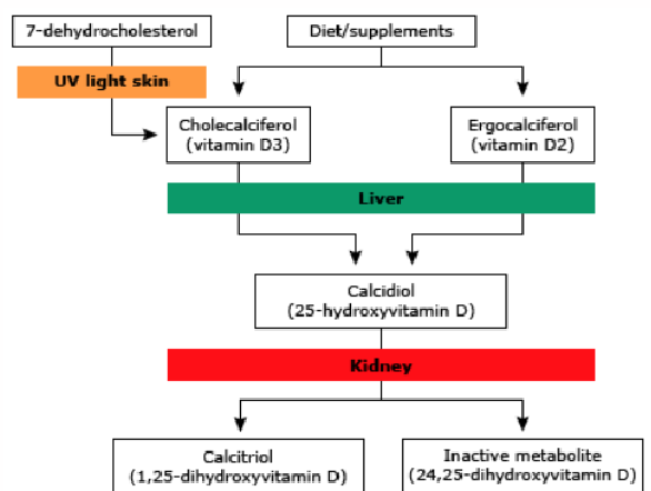 <p>Liver &amp; Kidney</p>