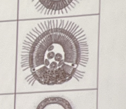 <p>What kind of larvae is this?</p>