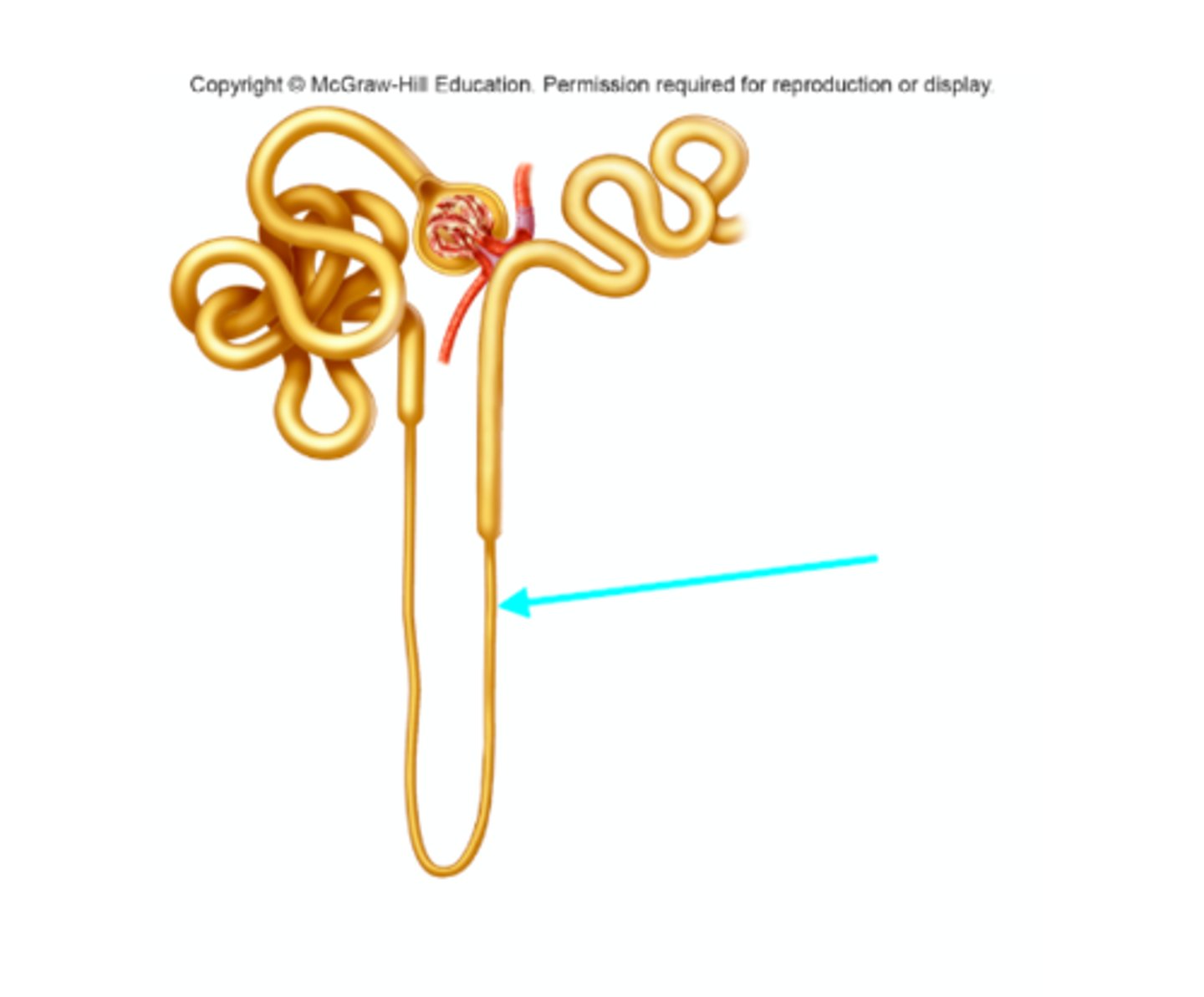 <p>What structure of the kidneys is the blue arrow pointing at?</p>