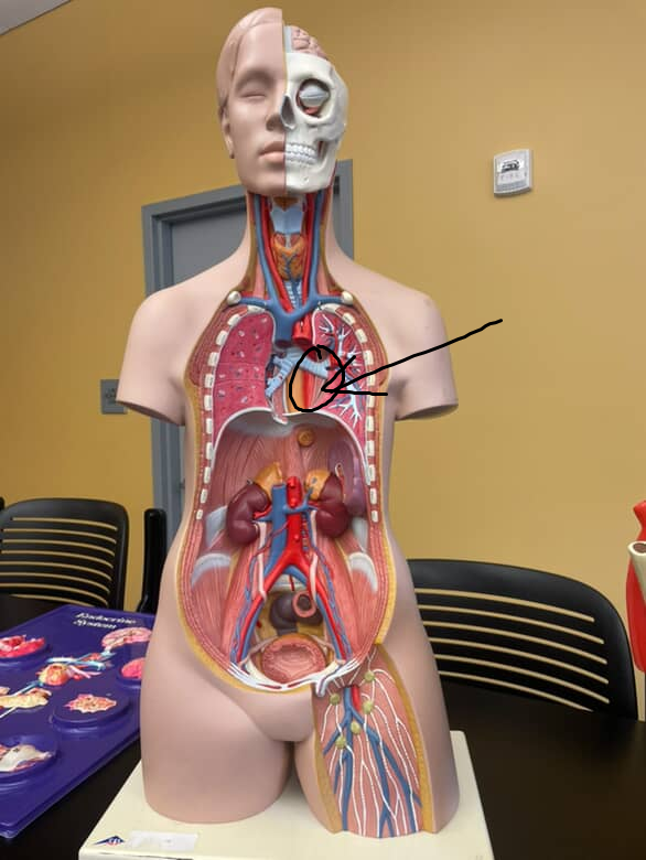 <p>part of the descending aorta above the diaphragm</p>