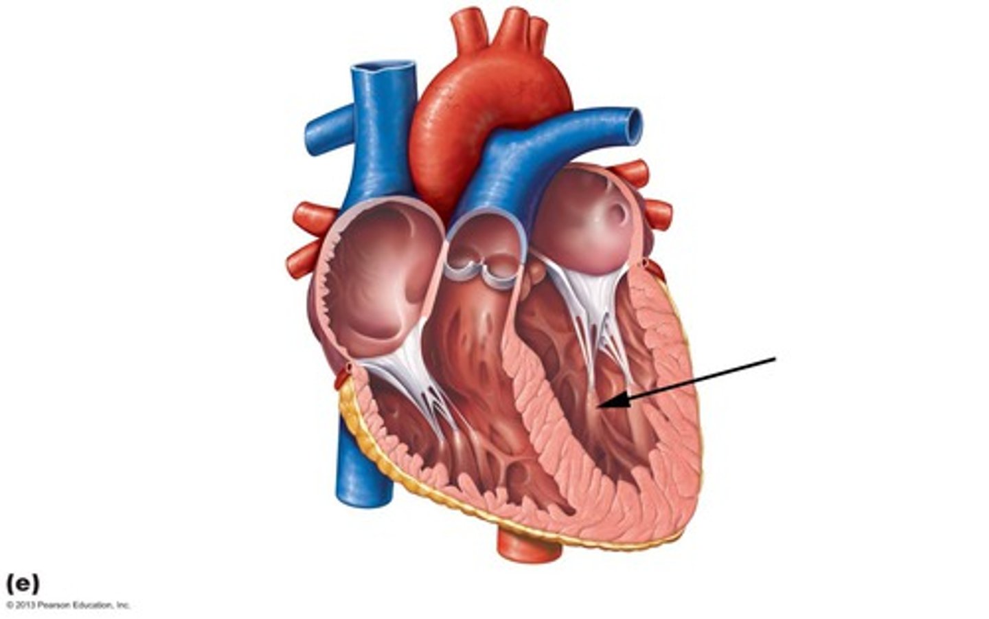 <p>Muscles located in the ventricles of the heart that anchor the chordae tendineae.</p>