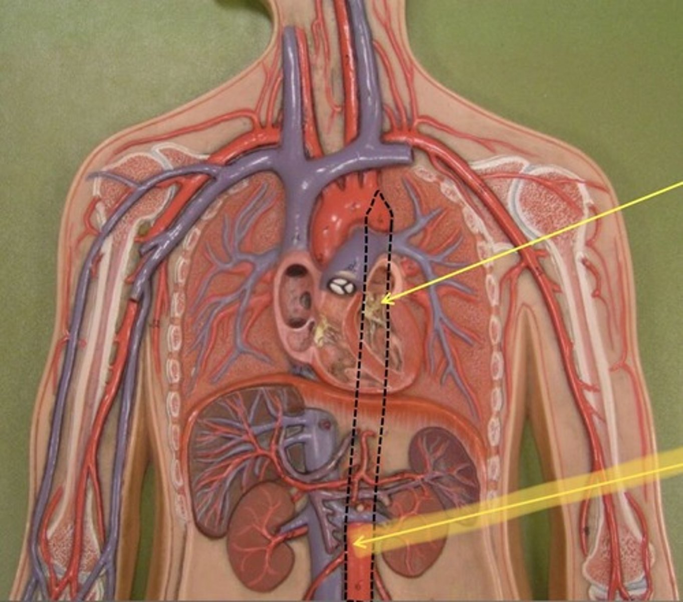knowt flashcard image