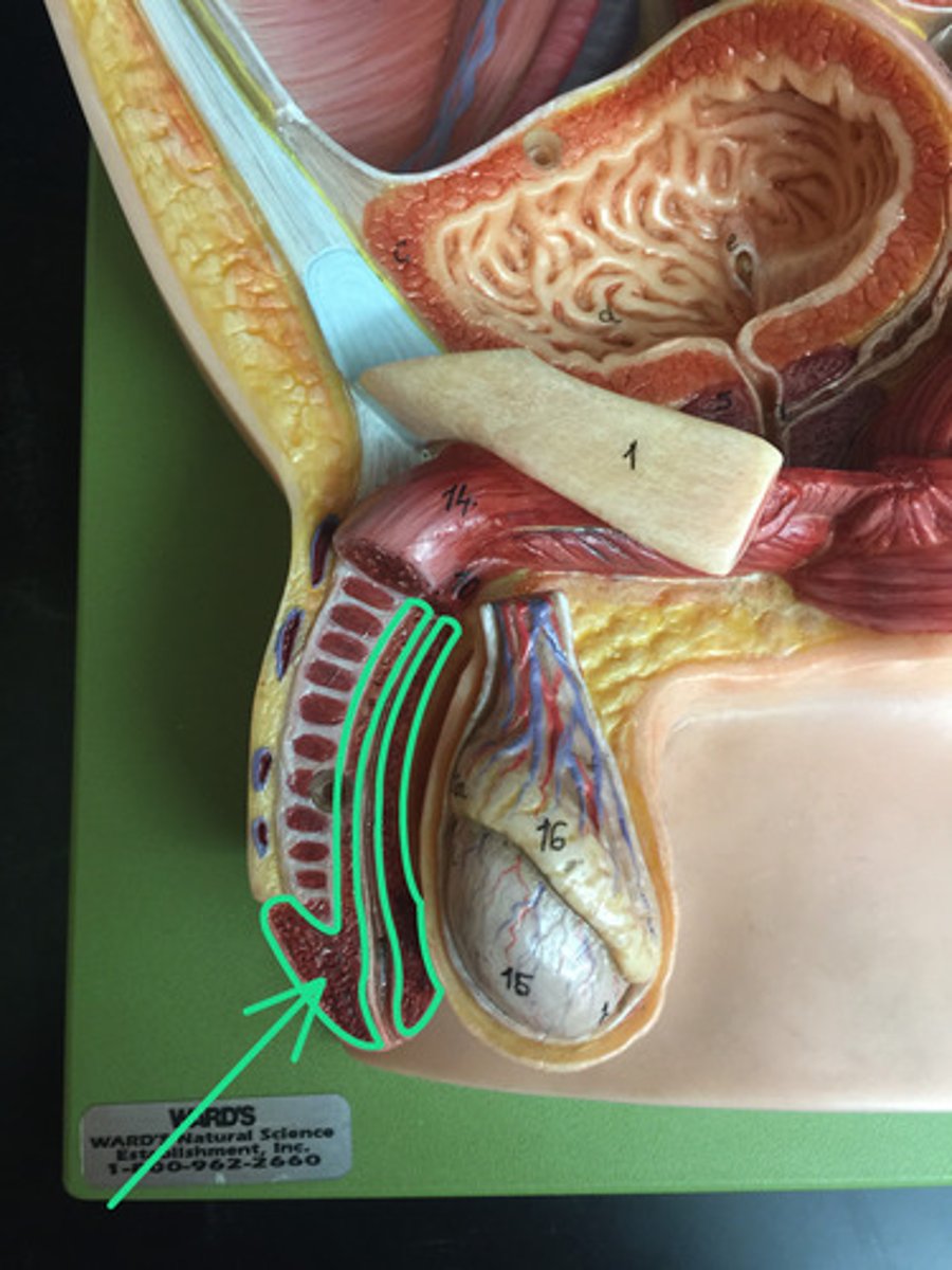 <p>What part of the male reproductive system is this?</p>