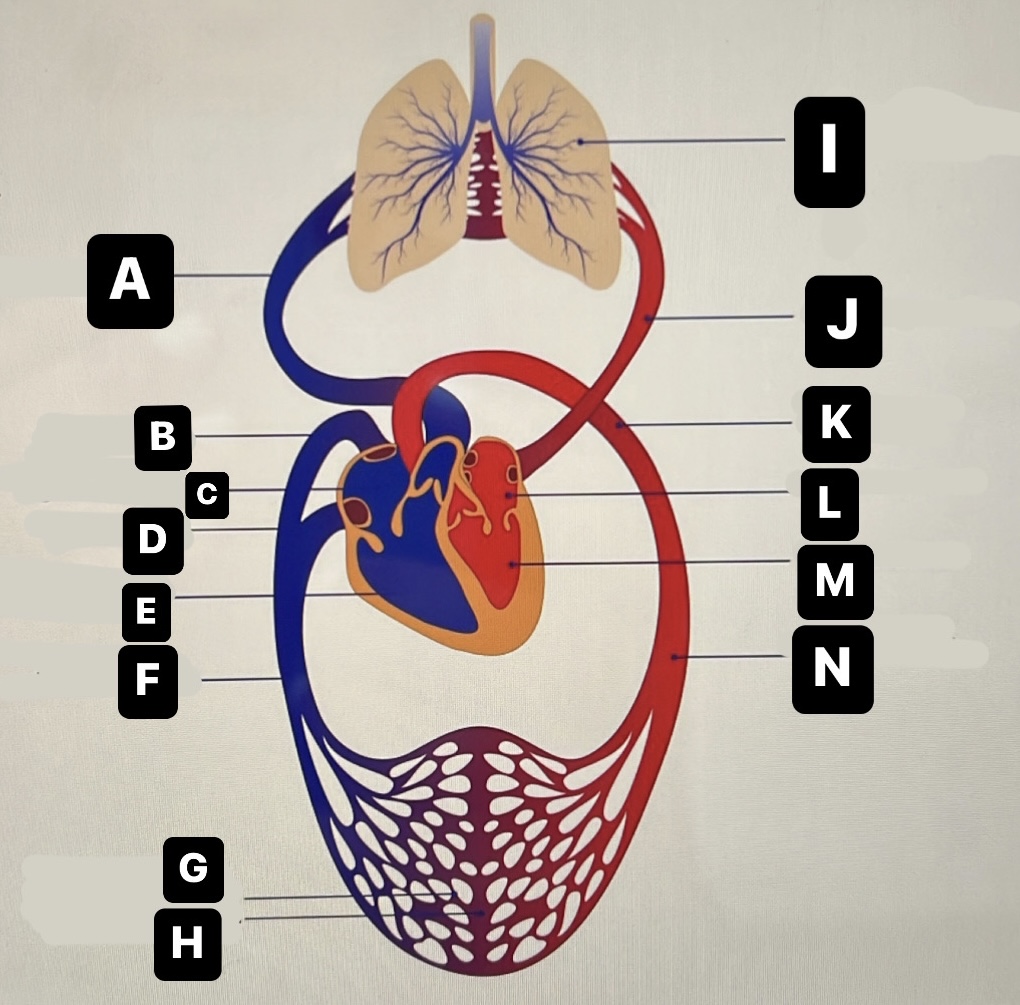 <p>Pulmonary Vein</p>