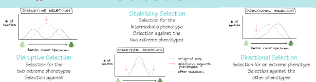 <p>stabalizing</p><p>diversifying or distruptonal </p><p>directional selection </p>