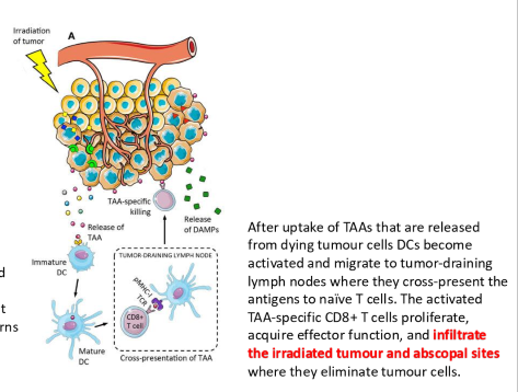 <p>An ideal abscopal effect situation occurs when localized radiation treatment not only reduces the primary tumor but also induces systemic anti-tumor immune responses that lead to the regression of untreated metastases. </p>