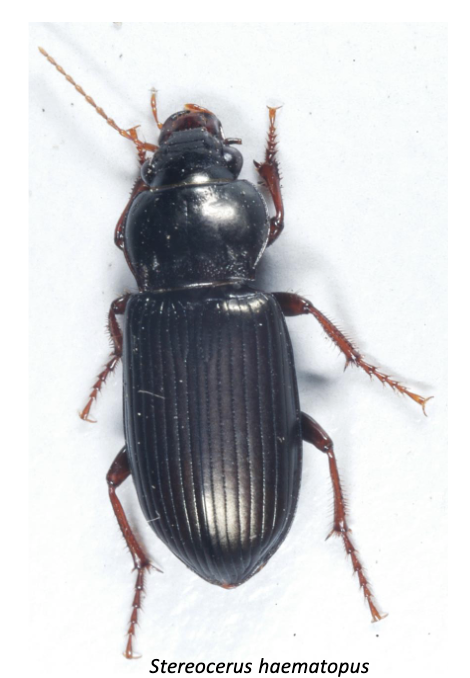 <p>ground beetles </p>