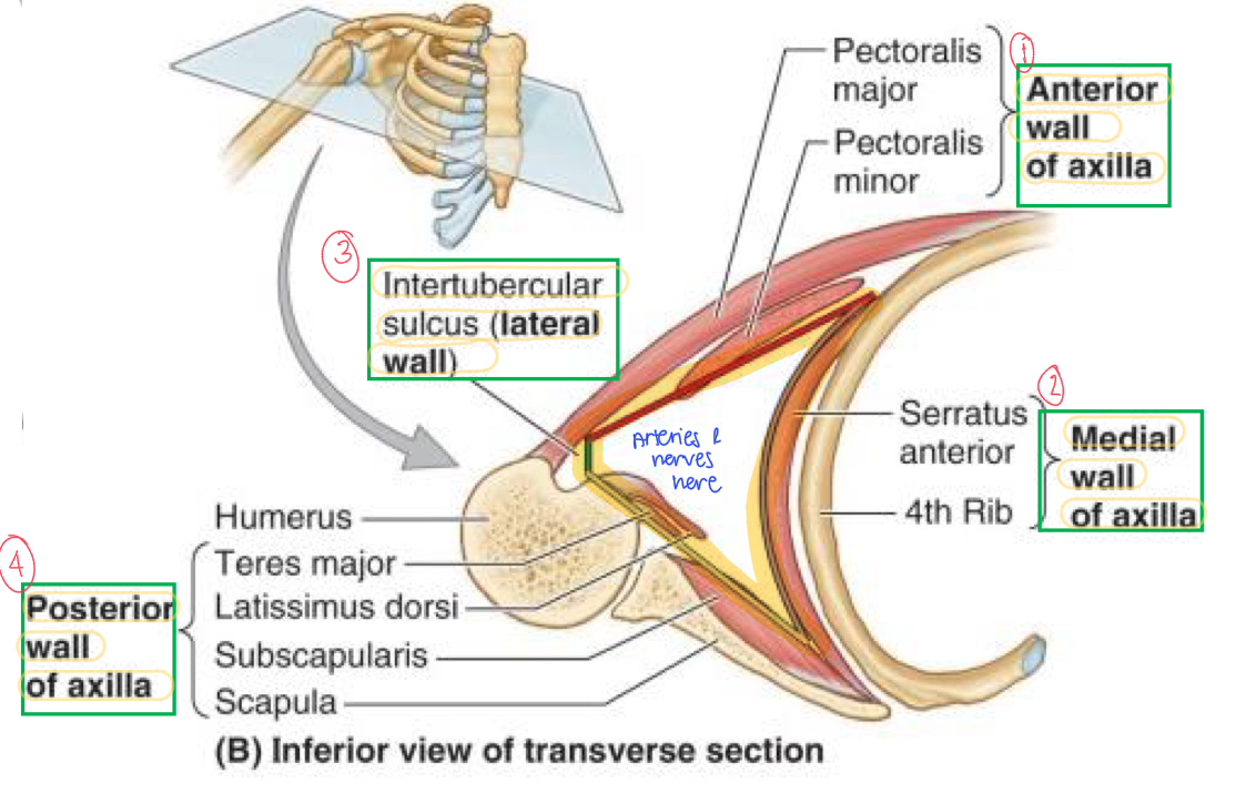 <ol><li><p>Anterior wall</p></li><li><p>Medial wall</p></li><li><p>Intertubercular sulcus (lateral wall)</p></li><li><p>Posterior wall</p></li></ol>