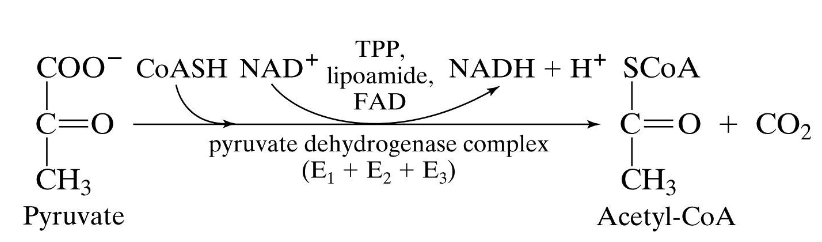 <p>het wordt gevormd door de oxidatie van pyruvaat:</p><ol><li><p>decarboxylatie van pyruvaat </p></li><li><p>pyruvaat geeft elektronen af aan NAD<sup>+</sup> </p></li><li><p>co-enzyme A bindt een acetyl groep aan = acetyl co-enzyme A</p></li></ol><p></p>