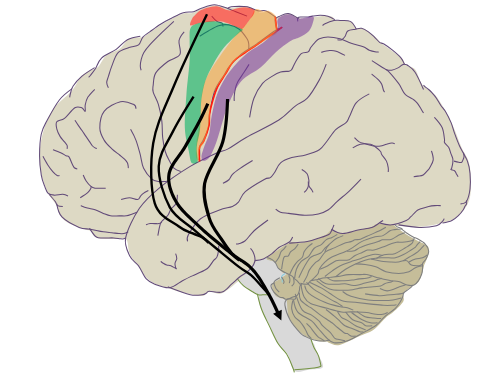 <p>No, M1 is indeed most directly connected to movement; however, it contributes only around 1/3 of cortical motor output to the brainstem and spinal cord. The remainder comes largely from premotor cortex, SMA and S1</p>