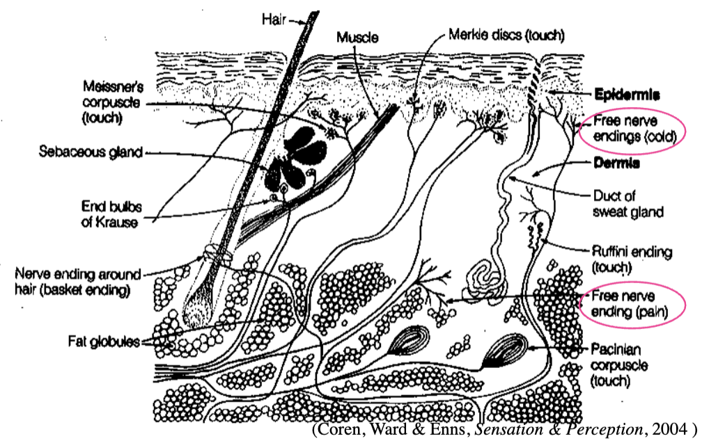 <p>free nerve endings that stimulate feelings of temperature (closer to the skin)</p>