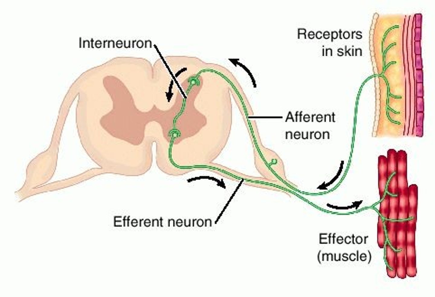 <p>neurons within the brain and spinal cord that communicate internally and intervene between the sensory inputs and motor outputs</p>