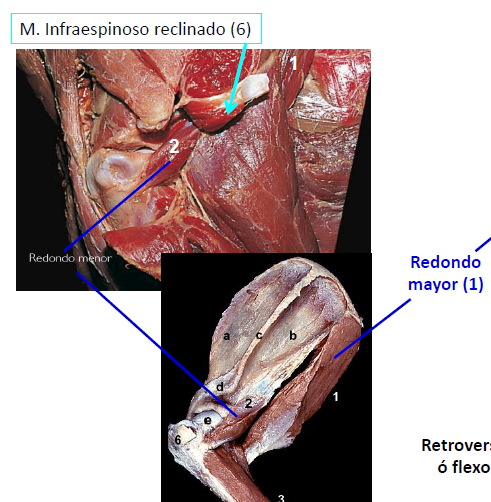 <ul><li><p>INSERCION :&nbsp;del tubérculo infraglenoidal a la tuberosidad del redondo menor </p></li></ul><p></p>