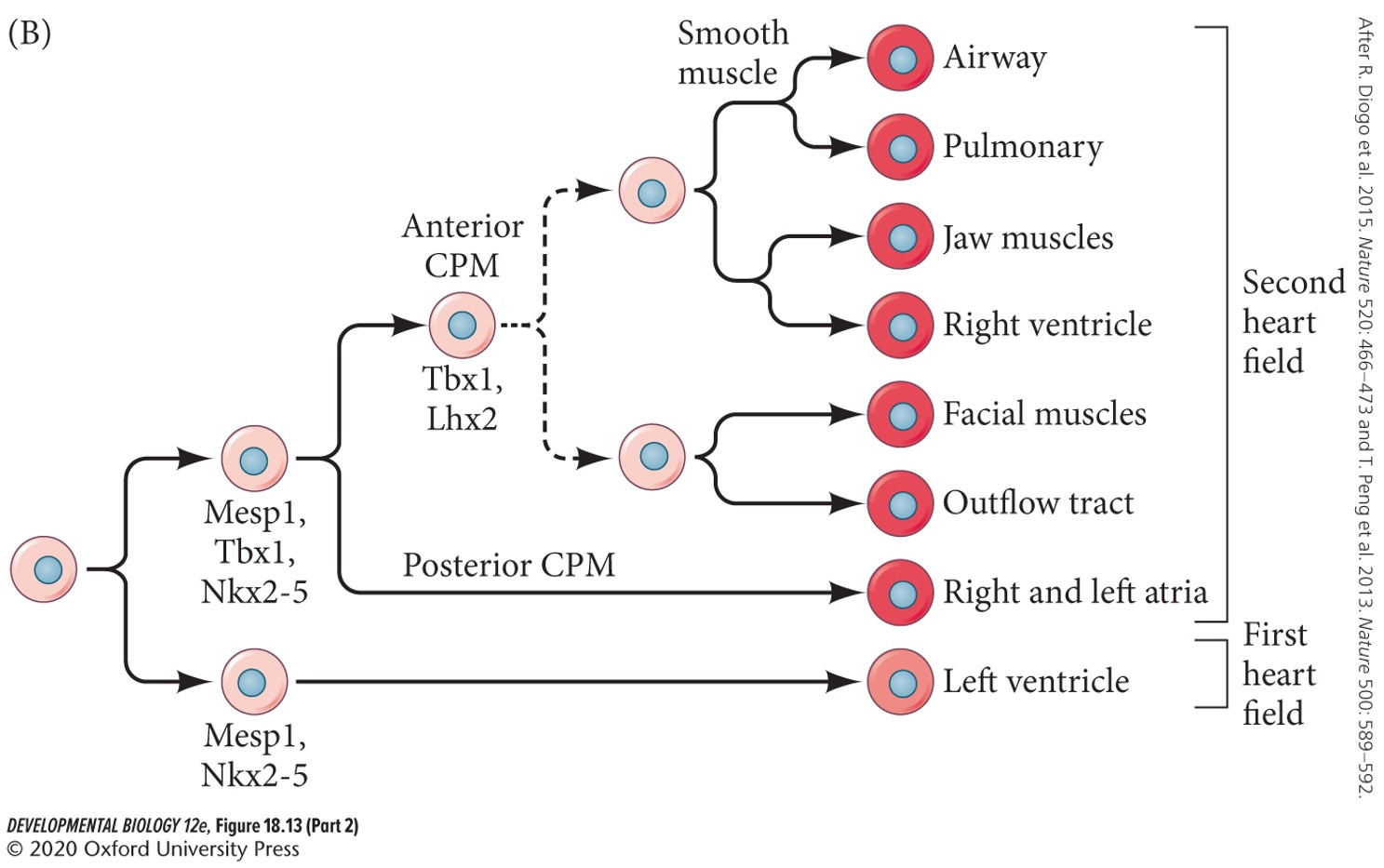 The atria, the base of the aorta, pulmonary arteries, right ventricle, and inflow region (pulmonary veins and vena cava). It also helps form facial muscles and lung mesenchyme.