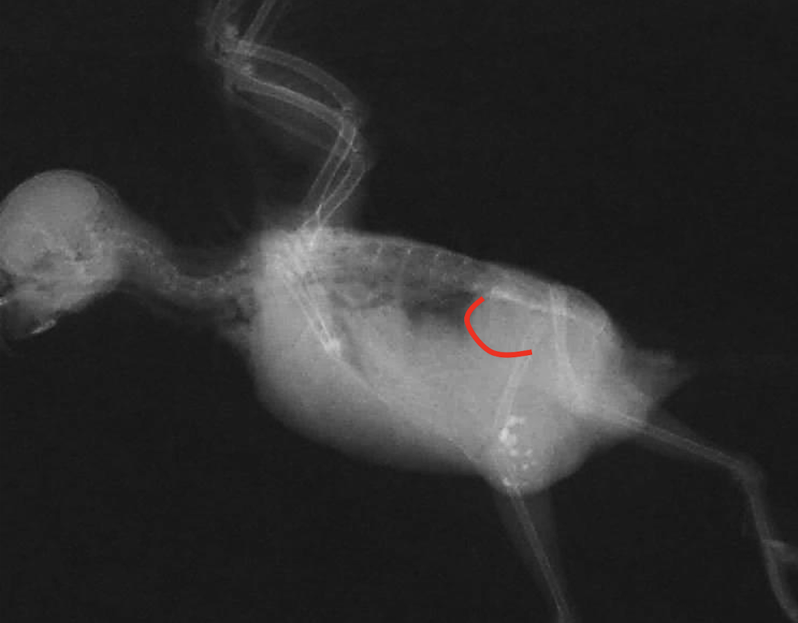 <p>What is a relatively common radiographic lesion of the avian urinary system?</p>