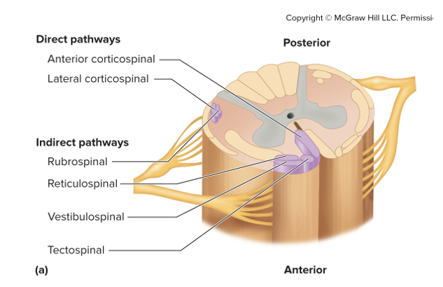 <p>Extrapyramidal system, involved in less precise control of motor functions</p><ul><li><p>associated with overall body coordination and cerebellar function (posture)&nbsp;</p></li><li><p>more&nbsp;“primitive”</p></li></ul><p></p>
