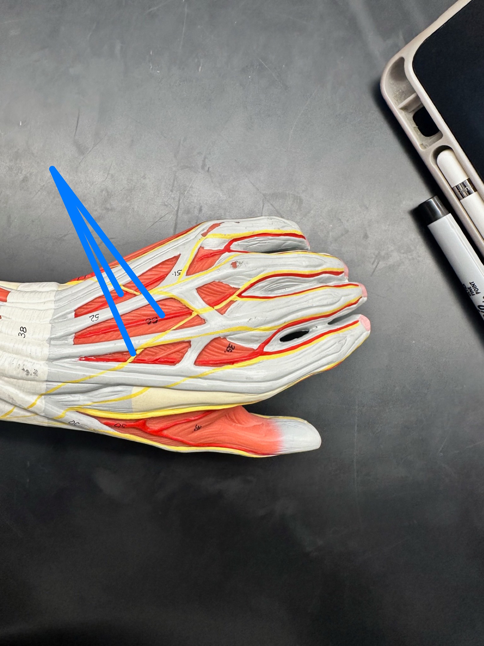 <p>ID muscle</p>