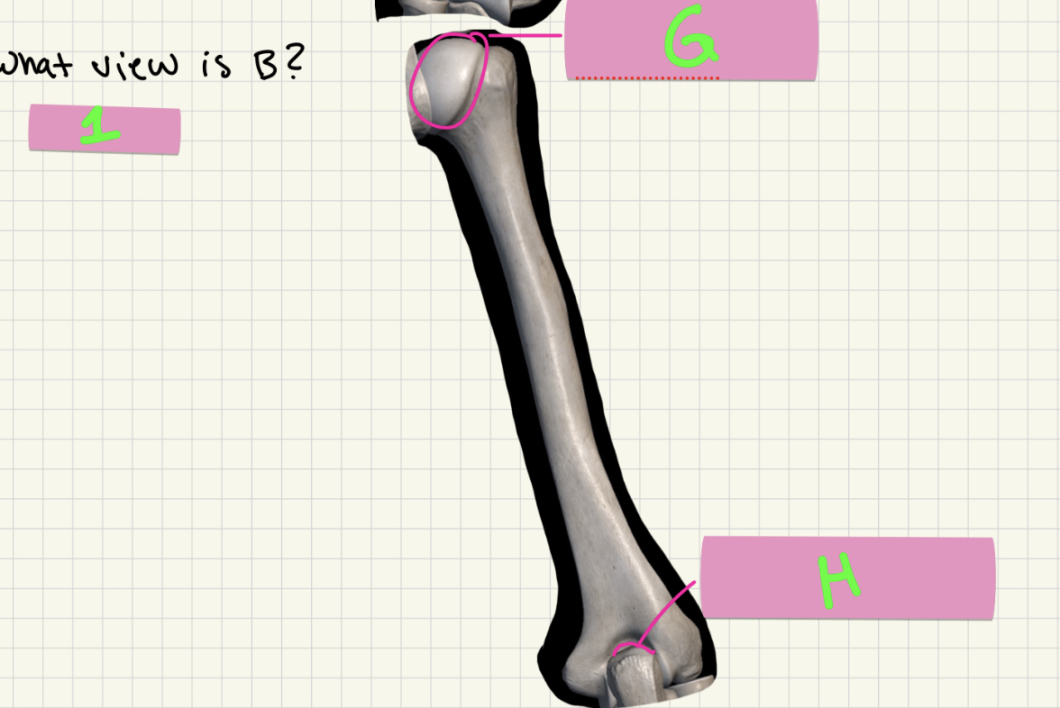 <p>What’s G-H?</p>