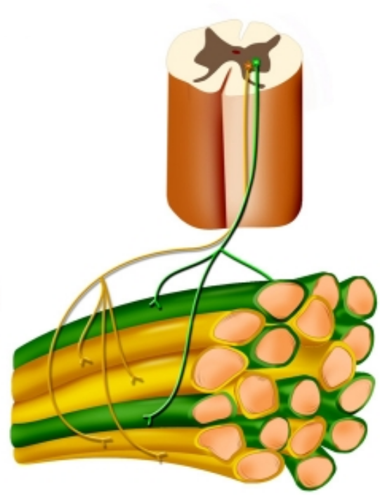 <p>Each alpha-motoneurone innervates muscle fibres that are spread throughout the muscle</p><p>Alpha-motoneurones fire asynchronously </p>