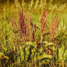 <p>Rumex acetosa - <strong>Ranunculaceae</strong></p>