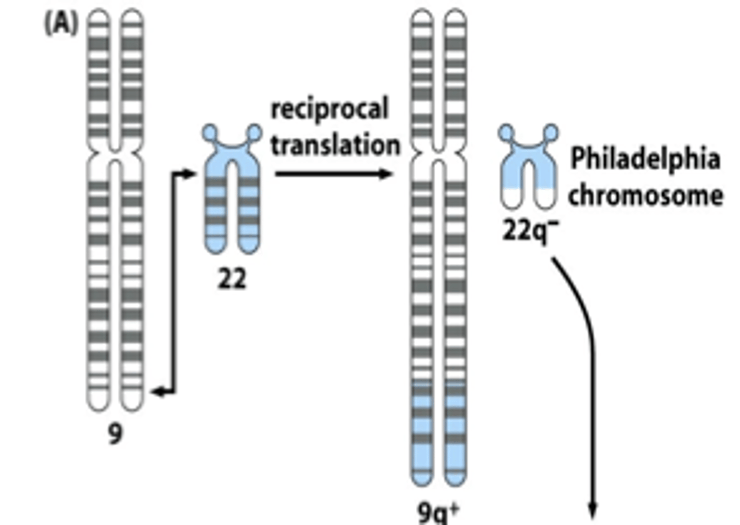 <p>chromosomal translocation (ex: CML)</p>