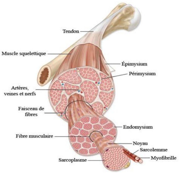 <p><span style="background-color: transparent;"><strong><span>La jonction neuromusculaire et le système musculo-articulaire</span></strong></span></p><p><span style="background-color: transparent;"><strong><span>Les types de fibres musculaires</span></strong></span></p><p><span style="background-color: transparent;"><span>On distingue </span><strong><span>trois grands types de muscles</span></strong><span> selon leur structure et leur mode de contraction :</span></span></p><ul><li><p><span style="background-color: transparent;"><strong><span>Muscles striés squelettiques</span></strong></span></p><ul><li><p><span style="background-color: transparent;"><span>Responsables des </span><strong><span>mouvements volontaires</span></strong><span> (marcher, saisir un objet, déglutir, etc.).</span></span></p></li><li><p><span style="background-color: transparent;"><span>Présentent une organisation </span><strong><span>striée</span></strong><span> correspondant à la répétition des </span><strong><span>sarcomères</span></strong><span> le long des myofibrilles.</span></span></p></li></ul></li></ul><p></p>