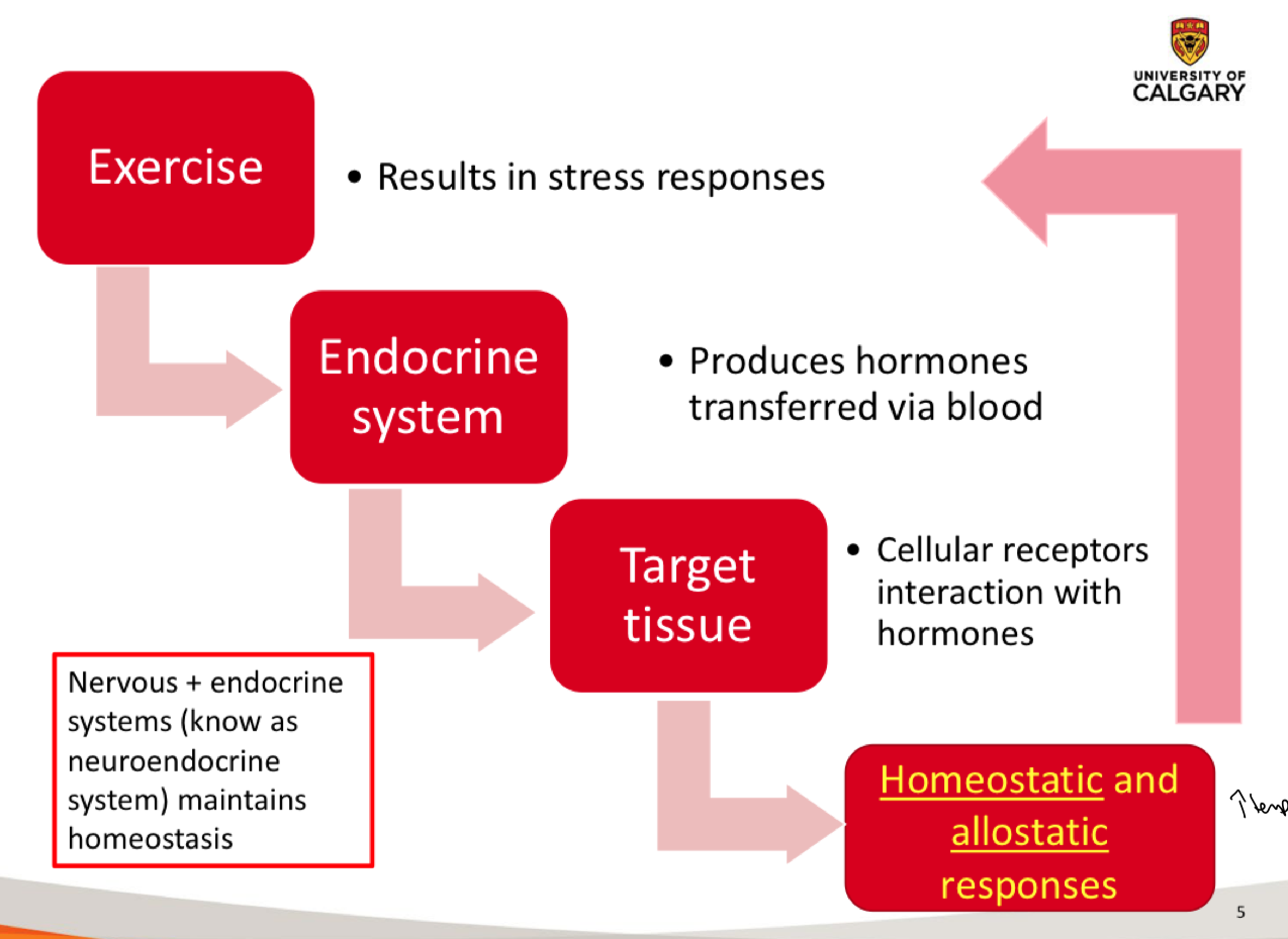 <p>Exercise results in stress responses</p><p></p><p>Endocrine system produces hormones transferred via blood</p><p></p><p>Target tissue - cellular receptors interaction w/ hormones</p><p></p><p>Results in <u>homeostatic &amp; allostatic responses</u> to manage stress responses</p>