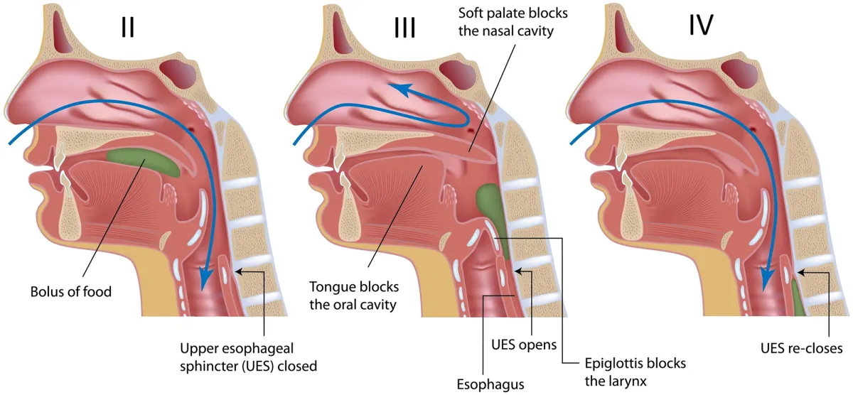 <p>4 steps of swallowing (deglutition)</p>