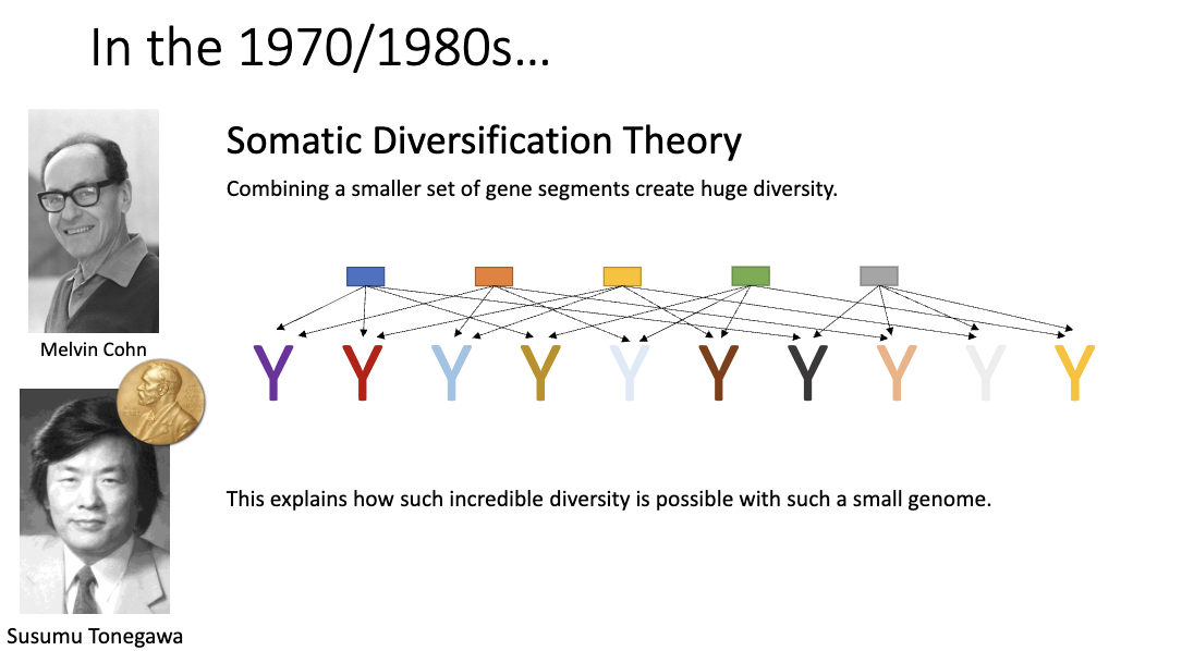 <ul><li><p><strong>Somatic diversification theory:</strong> combine smaller gene segments (V, D, J)</p></li><li><p>Explains enormous antibody diversity with a small genome</p></li><li><p>However, back then they didn’t think it was possible for cells to rearrange their genes <strong><u>until</u></strong> Tonegawa proved it</p></li></ul><p></p>