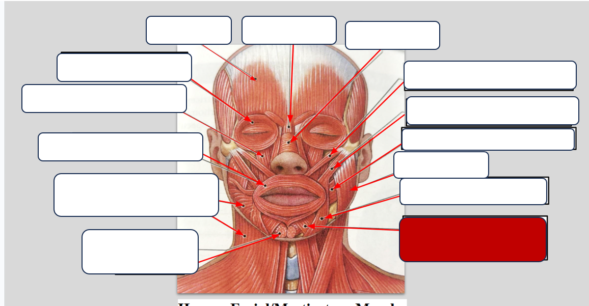 <p>Label the muscle </p>