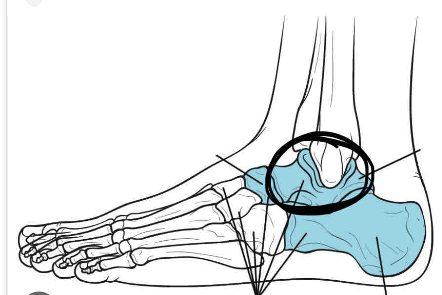 <p><span>The ankle.</span></p>