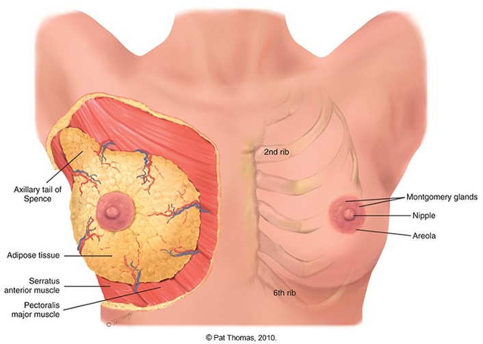 <p>Breast is composed of:</p><p>•glandular tissue</p><p>•fibrous tissue, including suspensory ligaments.</p><p>•adipose tissue.</p><p><strong>Glandular tissue</strong> contains 15 to 20 lobes radiating from nipple, and these are composed of lobules.</p><p><strong>The suspensory ligament(Cooper ligament)</strong> are fibrous connective tissue extending vertically from the skin surface to attach on chest wall muscle.</p><p>The lobes are embedded in the <strong>adipose tissue.</strong> these layers of subcutaneous and retromammary fat actually provide most of the bulk of breast.</p>