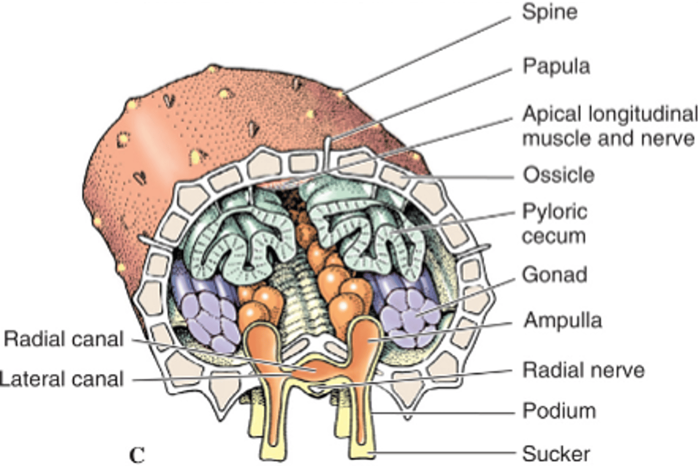 <p>- Internal skeleton of ossicles which are hard calcareous plates composed of calcium carbonate crystals</p><p>- Pores in endoskeleton allow extension of tube feet</p>