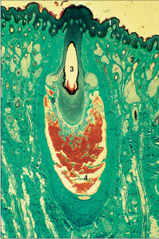 <p>name of histologic slide:</p><p>Specie:</p><p>Parts</p><p>1.__ 2.__ 3.__ 4.__ 5.__</p><p>Stain used:</p>