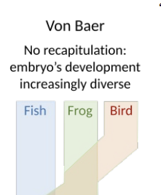 <p>During development, general, totipotent traits develop before specialized traits that distinguish different species</p>
