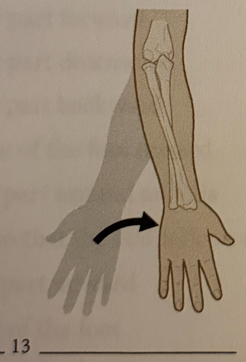 <p>turning the palm upward</p>