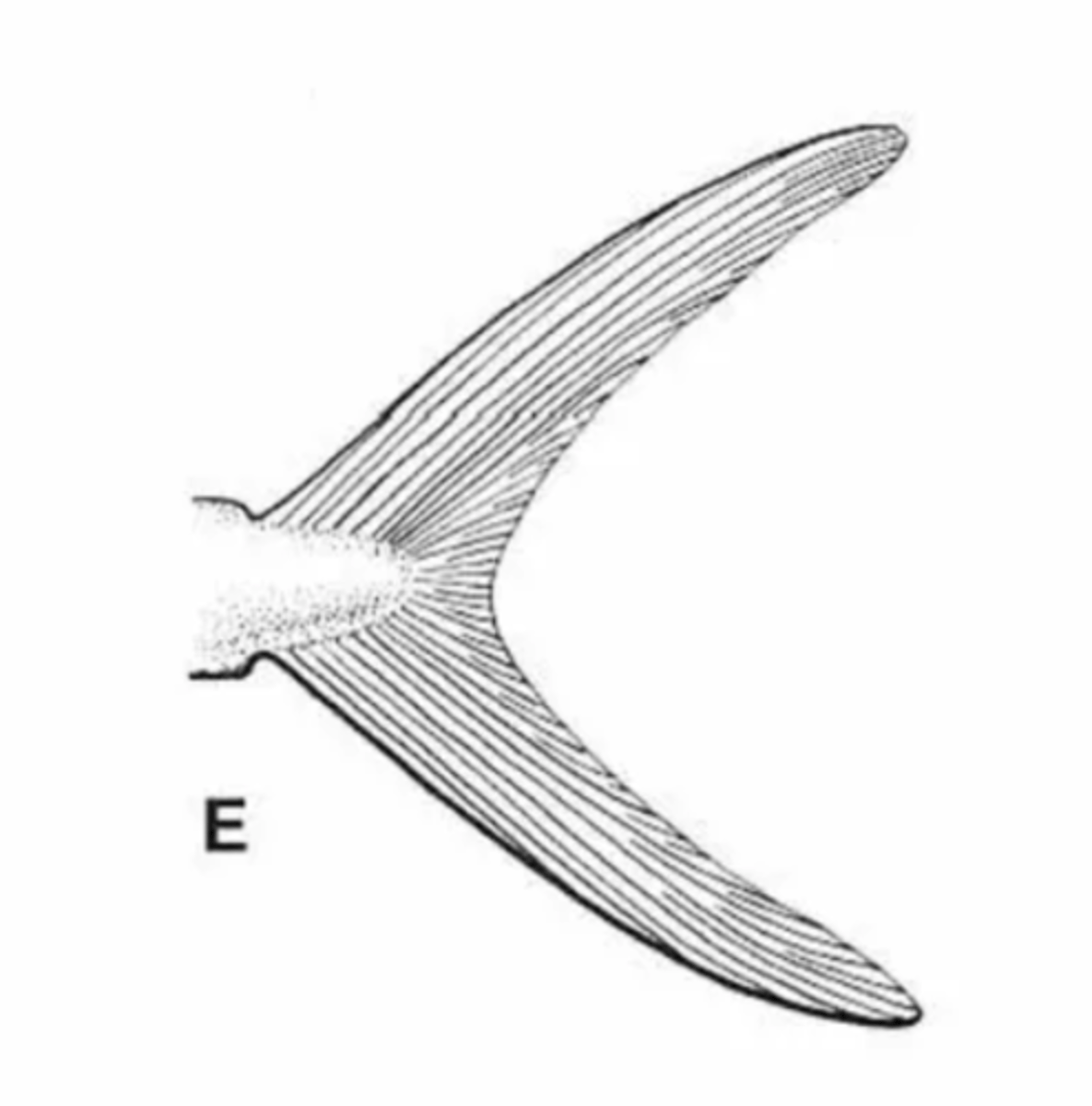 <p>Crescent shaped forked tail for fast swimming pelagic fishes</p><p>-Homocercal</p>