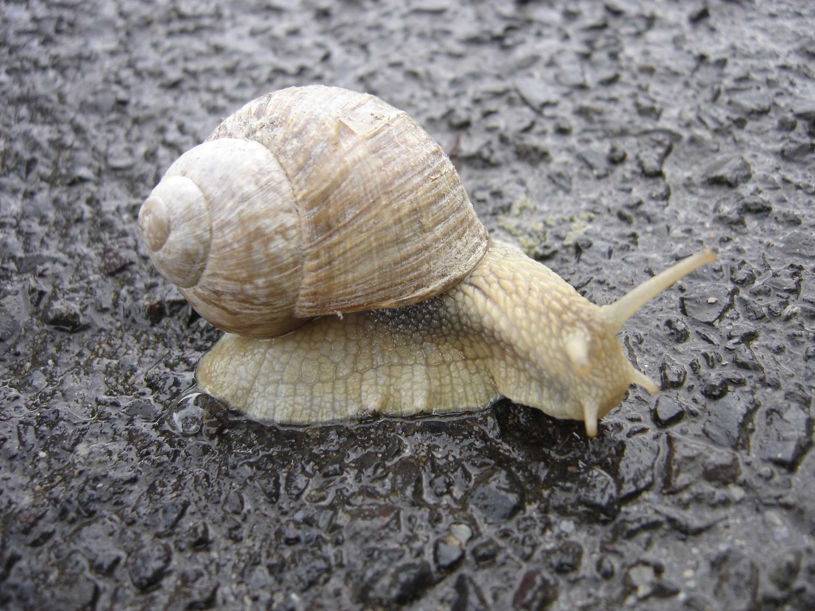 gastropoda