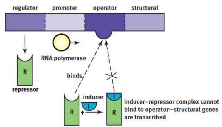 <p>the repressor is bonded tightly to the operator system and thereby acts as a roadblock; an inducer must bind the repressor protein so that RNA polymerase can move down the gene</p>
