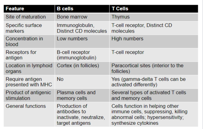 <p><strong>Specific surface markers</strong></p><ul><li><p>B - immunoglobin</p></li><li><p>T - T-cell receptor</p></li></ul><p><strong>Concentration in blood</strong></p><ul><li><p>B - low</p></li><li><p>T - high</p></li></ul><p><strong>Receptors for antigen</strong></p><ul><li><p>B - B-cell receptor</p></li><li><p>T - T-cell receptor</p></li></ul><p><strong>Location </strong></p><ul><li><p>B - cortex</p></li><li><p>T - paracortical sites</p></li></ul><p><strong>Require antigen presented with MHC </strong></p><ul><li><p>B - no</p></li><li><p>T - yes</p></li></ul><p><strong>Product of antigenic stimulation</strong></p><ul><li><p>B- plasma and memory cells</p></li><li><p>T - activated T cells and memory cells</p></li></ul><p><strong>General functions</strong></p><ul><li><p>B - produces antibodies to handle antigens</p></li><li><p>T - aids other immune cells and makes cytokines</p></li></ul>