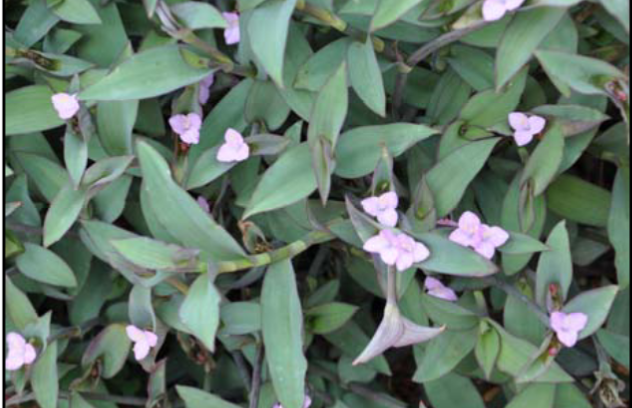 <p>Setcreasea pallida ‘Blue Sue’ </p>