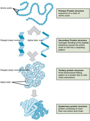 <p>primary structure</p>