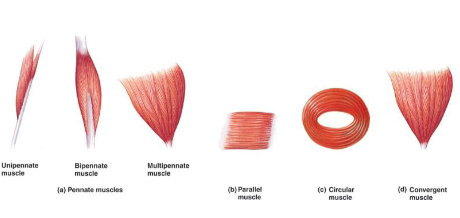 Muscle Types