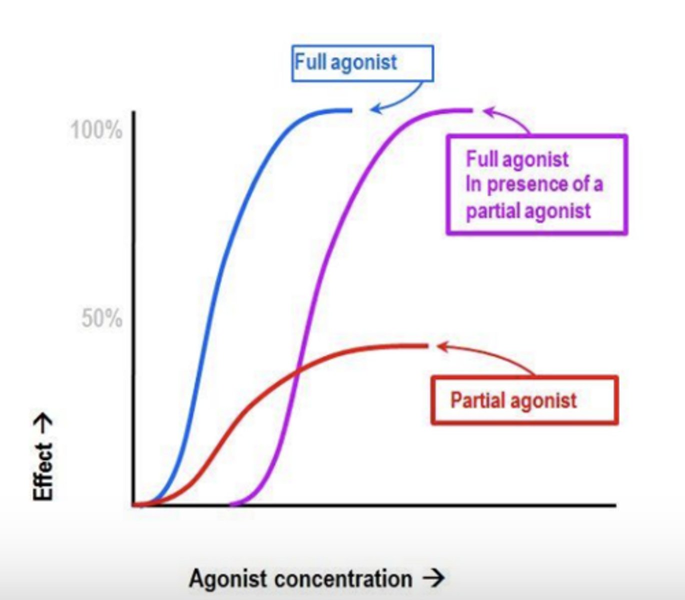 <p>- Partial agonists at β1 and β2 receptors</p><p>- Modest effects on CV system, relative to antagonists</p><p>- Clinical uses: Hypertension in pts with diabetes</p><p>- Side effects: decreased heart rate, upset stomach </p>